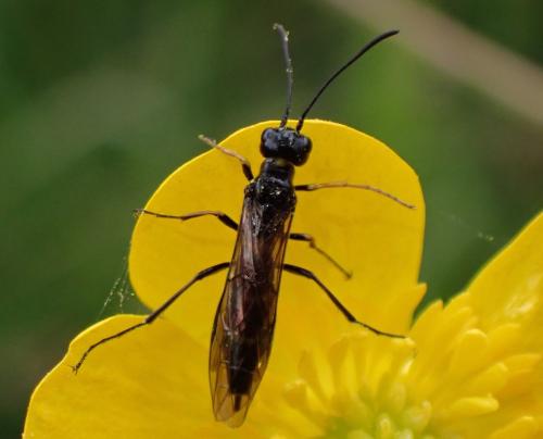 Trachelus troglodyta